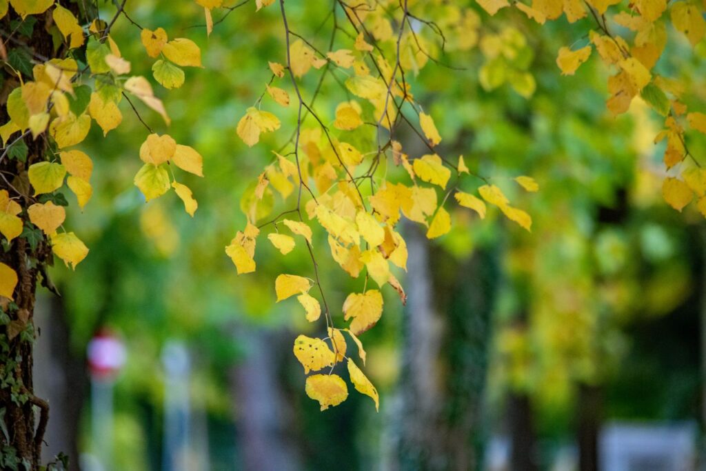 Captivating golden leaves hanging tenderly in an autumn setting in Ingolstadt, Germany.